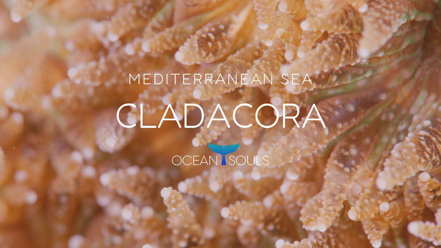 Cladacora