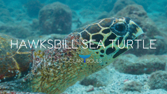 Hawksbill sea turtle