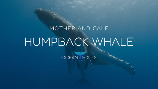 Humpback whale - Mother and calf