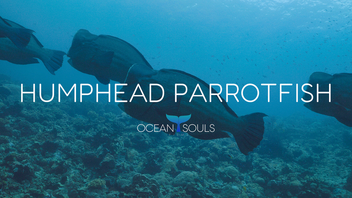 Humphead parrotfish