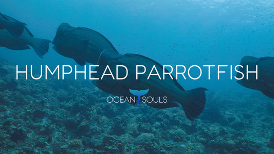 Humphead parrotfish