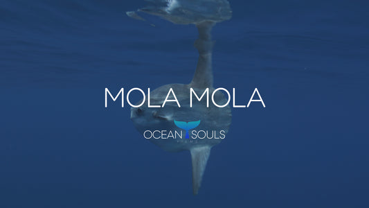 Mola mola