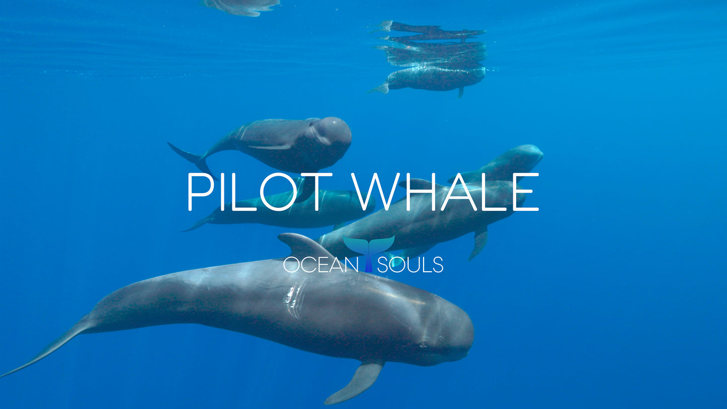 Pilot whale
