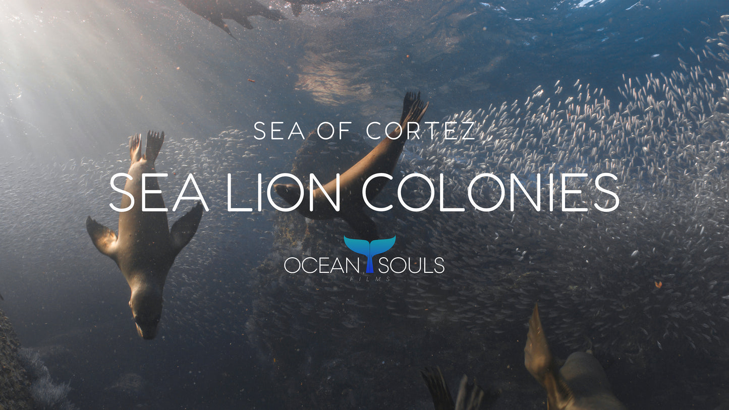 Sea lion colonies
