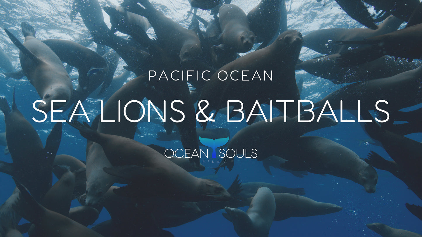 Sea lions & baitballs