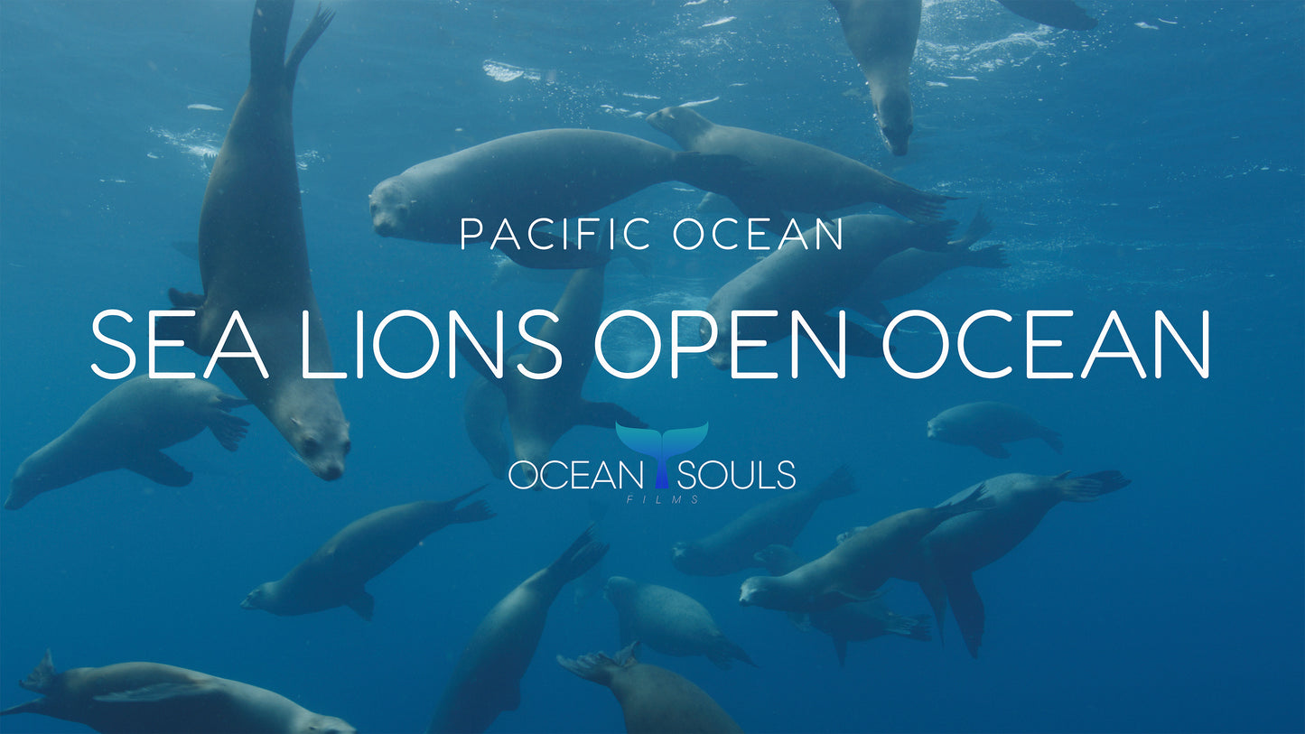 Sea lions open ocean