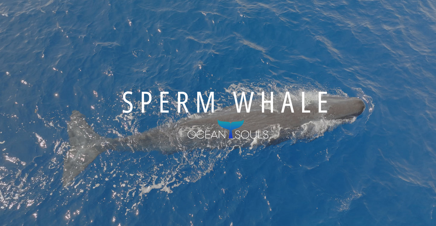 Sperm Whale Drone