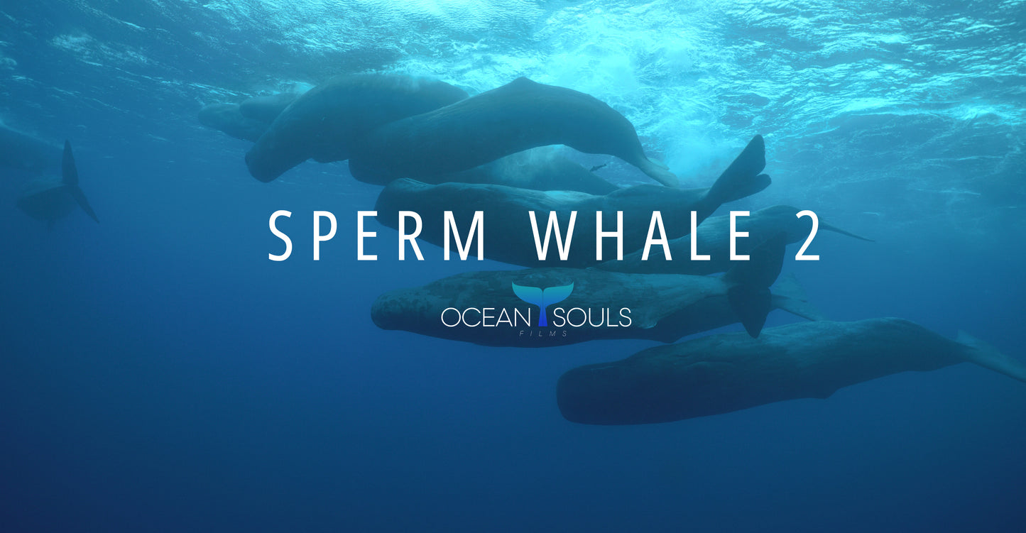 Sperm Whale UW 2