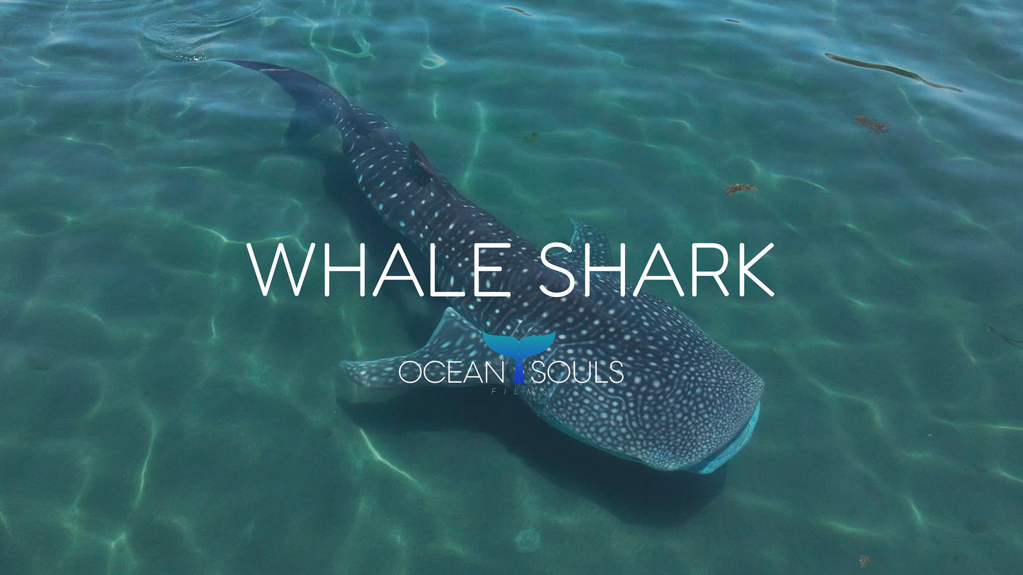 Whale shark