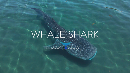 Whale shark