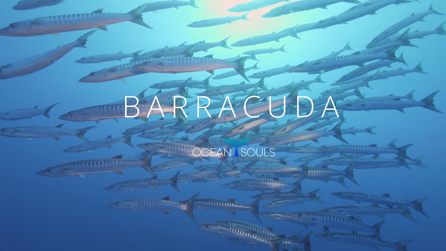 Barracuda