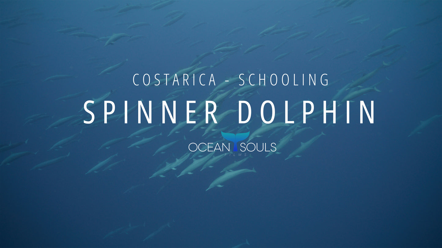 Spinner Dolphin Schooling