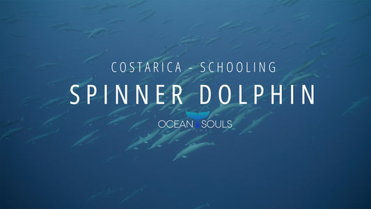 Spinner Dolphin Schooling