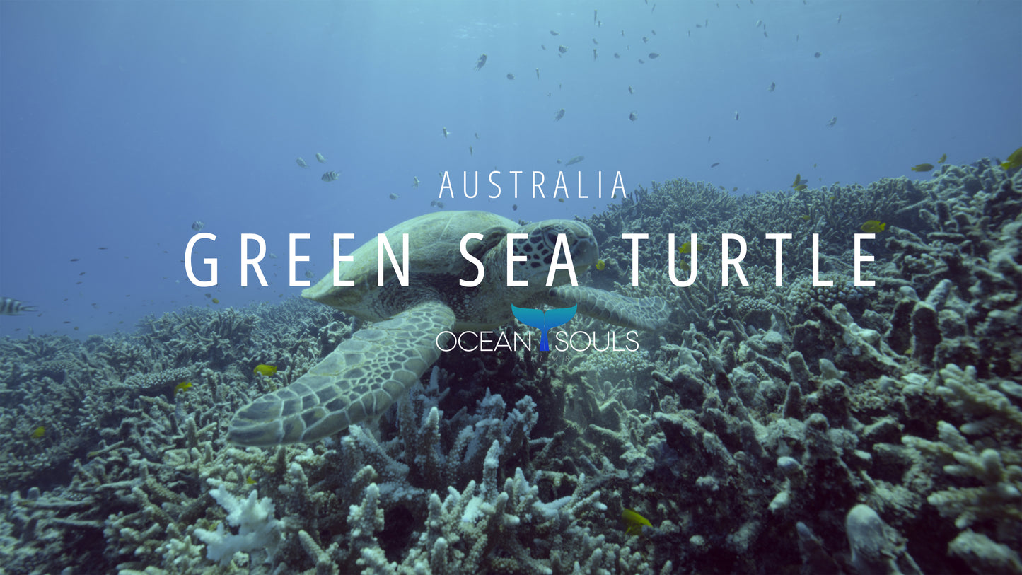 Green Sea Turtle Australia