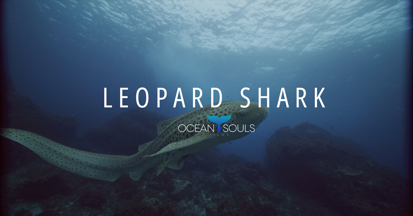 Leopard Shark