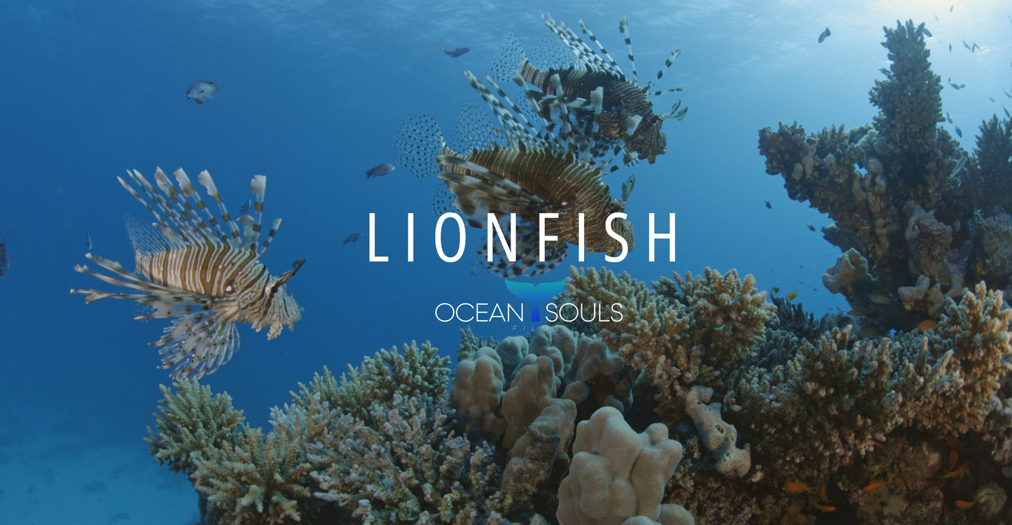 Lionfish