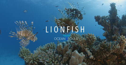 Lionfish