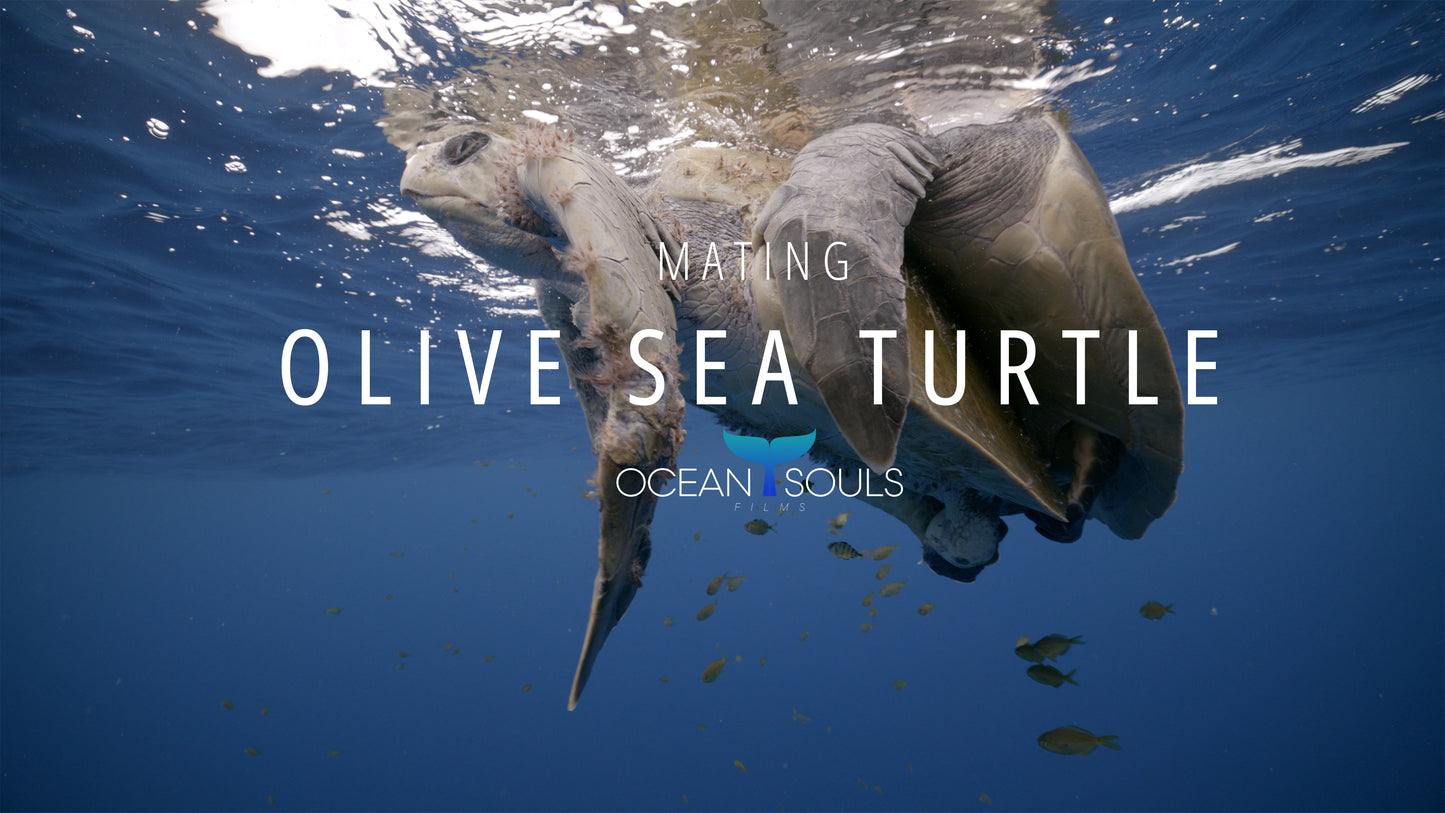 Olive Sea Turtle