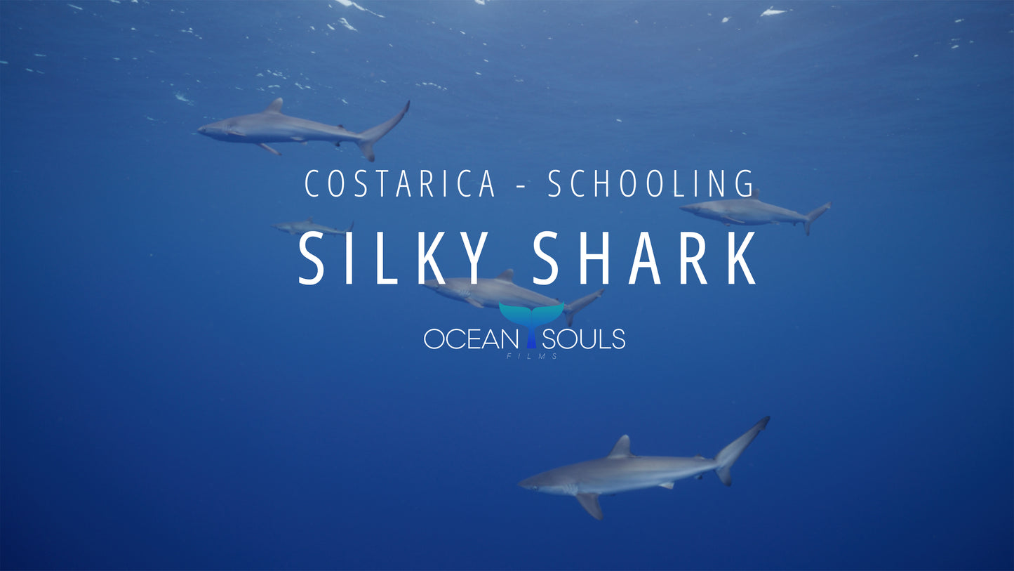 Silky Shark