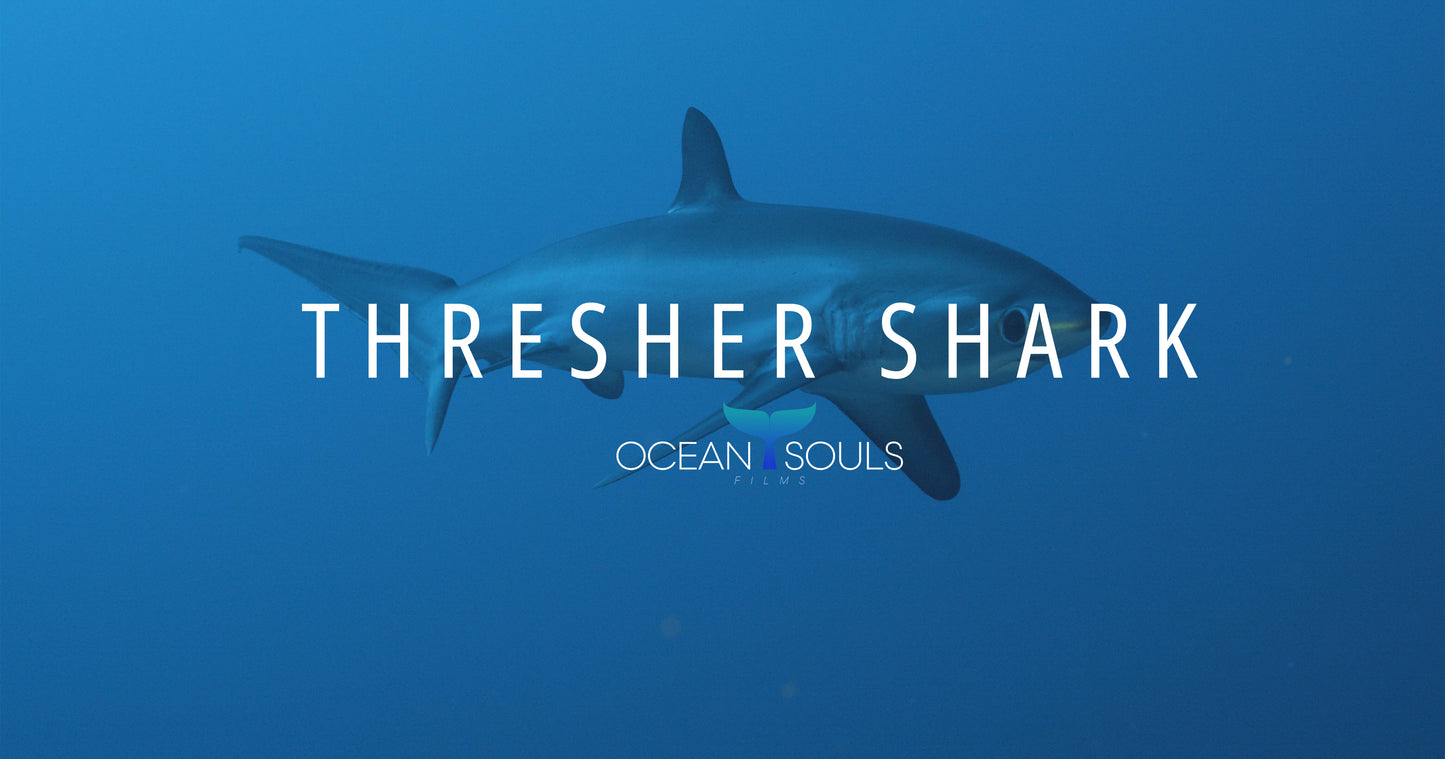 Thresher Shark