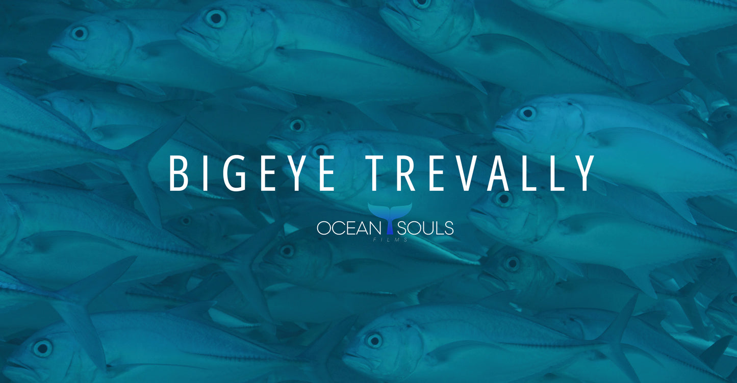 BIGEYE TREVALLY